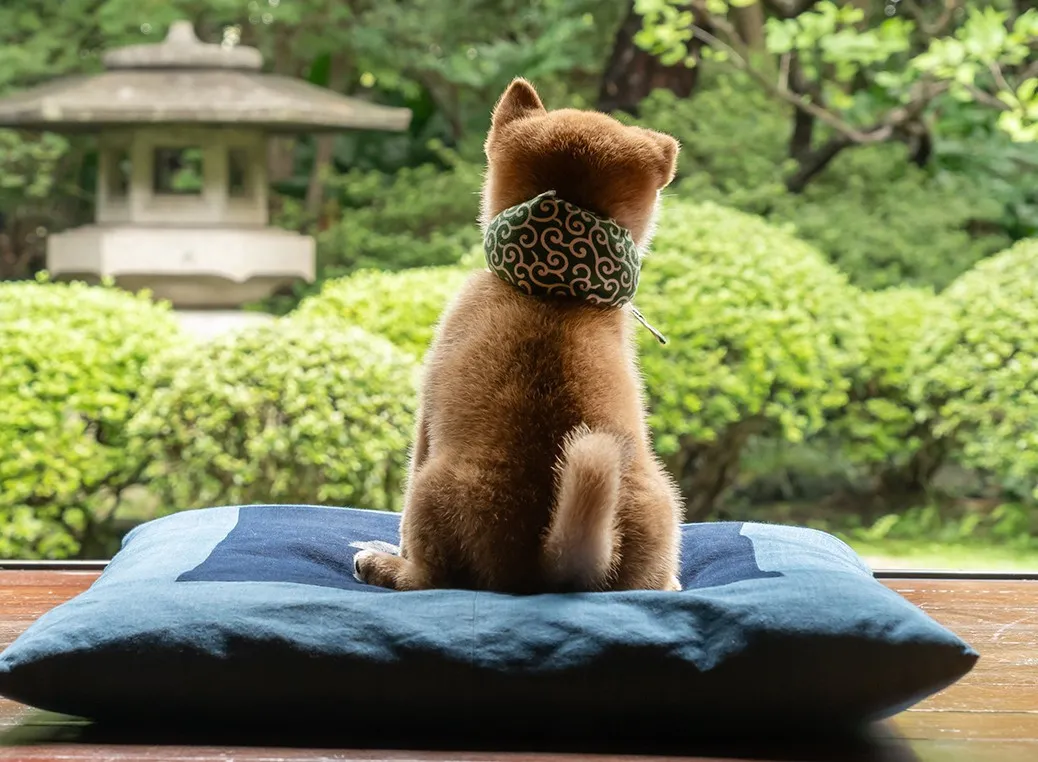 テレビ大阪『和風総本家』で人気の柴犬「豆助」新番組決定　“26代目”デビュー、お友だちとの出会いへ