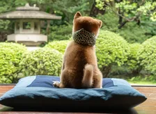 テレビ大阪『和風総本家』で人気の柴犬「豆助」新番組決定　“26代目”デビュー、お友だちとの出会いへ