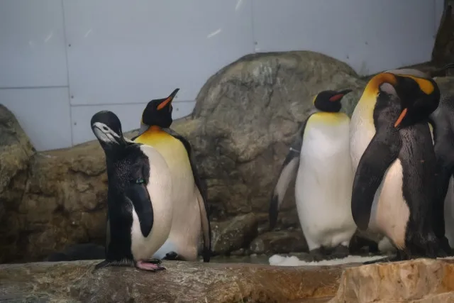 295.9gだった赤ちゃんペンギンが1年後…23.6kgに成長　「よよちゃん」1歳の誕生日