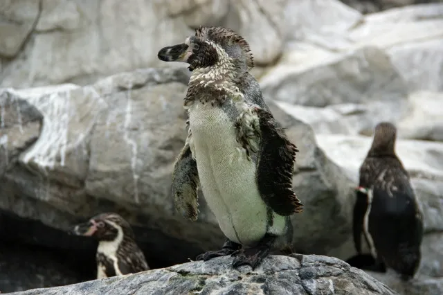 日本最高齢のご長寿ペンギン、40回以上経験した一大イベント、“衣替え”の季節開始