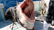 500キロ＆4メートル超の巨大サメが続々…　捕獲した数は103匹　テレ東で放送『巨大サメ捕獲大作戦！』