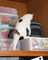「歩いてるみたい…」二足歩行する“白タイツのおじさん”猫に3.5万いいね、秀逸なネーミングの裏側