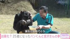 “天才チンパンジー”パンくん、14年前に起きた事故　世間から厳しい目の中で…駆けつけた志村けんさんとの秘話