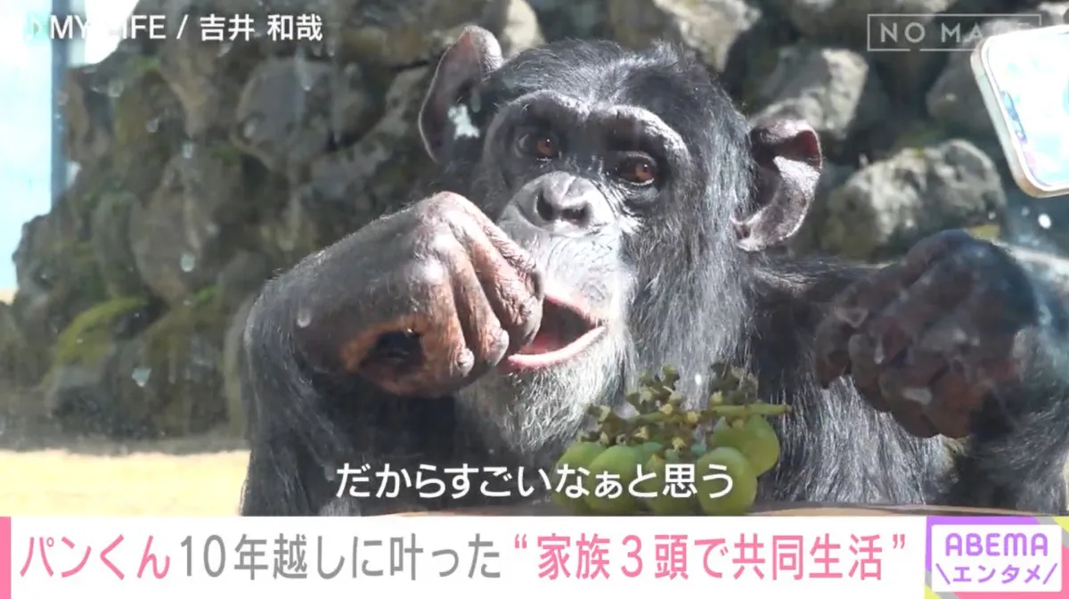 “天才チンパンジー”パンくん、「野生化した」「凶暴化した」…ネット上の声に“育ての親”も困惑　現在は25歳に