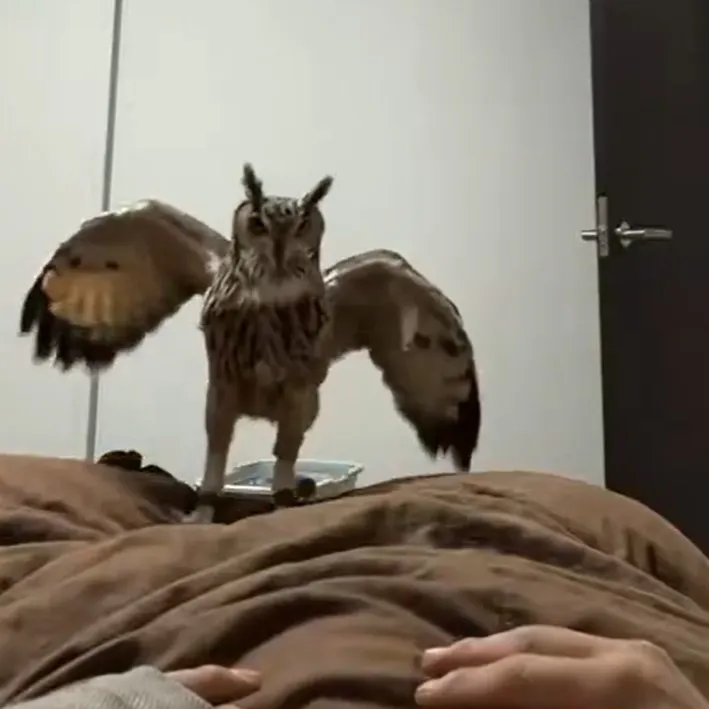 39度の熱がある飼い主の寝込みを襲う…ベンガルワシミミズクの愛情表現、心配してる？それとも“かまちょ”？