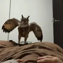 39度の熱がある飼い主の寝込みを襲う…ベンガルワシミミズクの愛情表現、心配してる？それとも“かまちょ”？
