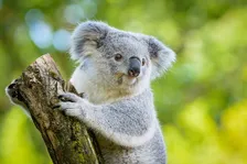 「泣きもせんと…、偉いな」多摩動物公園のコアラ“あずま”の採血動画が1562万表示　じっと腕を差し出す姿も
