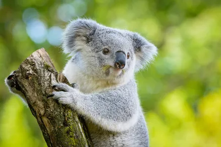 「泣きもせんと…、偉いな」多摩動物公園のコアラ“あずま”の採血動画が1562万表示　じっと腕を差し出す姿も