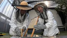 松島聡＆篠塚大輝、小さなミツバチの一生に密着　『DASH』26回目の稲刈りもスタート