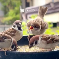 「ママどこ～」餌をおねだりするスズメのひなに141万回再生「生命力旺盛だね」「代わりに食べさせてあげたいわ」