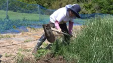 財前直見、地元・大分でリアル田舎暮らし　“幻の植物”を植える姿を公開