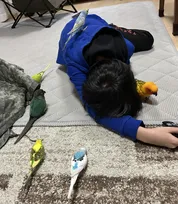毎日1時間ほど待機…学校で作った”鳥用の止まり木”に「止まってほしかった」　インコを見守り続けた息子の顛末は？