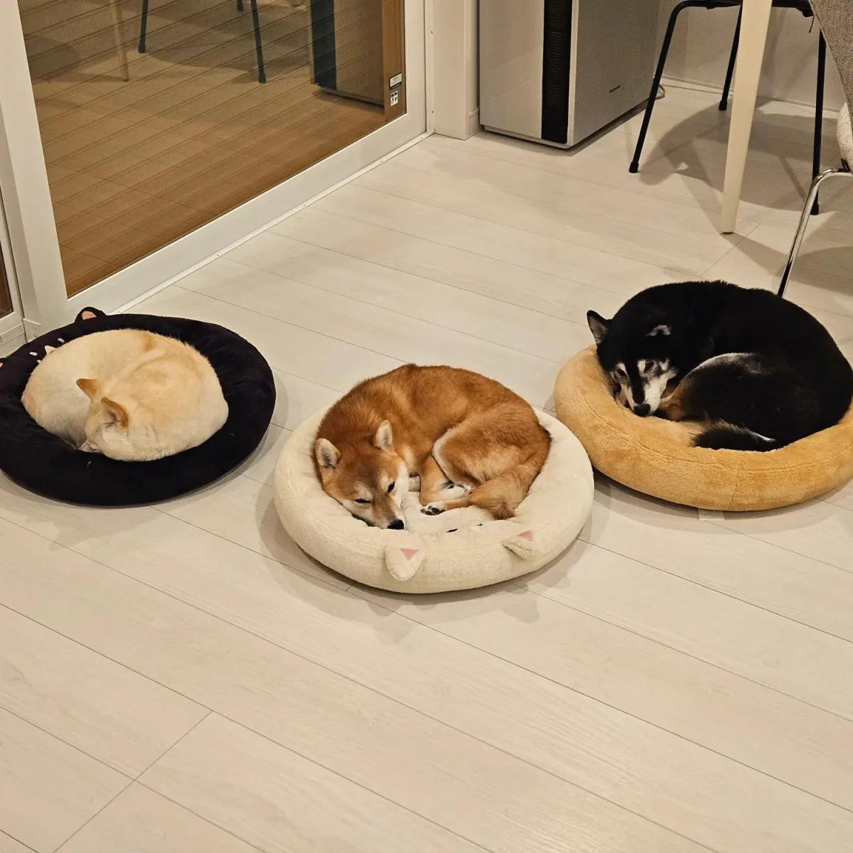 見事に3色3柴...自分と真逆の色のベッドに寝る柴犬トリオ「自分の色を選んだときは”777“レベルの当たり」