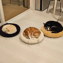見事に3色3柴...自分と真逆の色のベッドに寝る柴犬トリオ「自分の色を選んだときは”777“レベルの当たり」