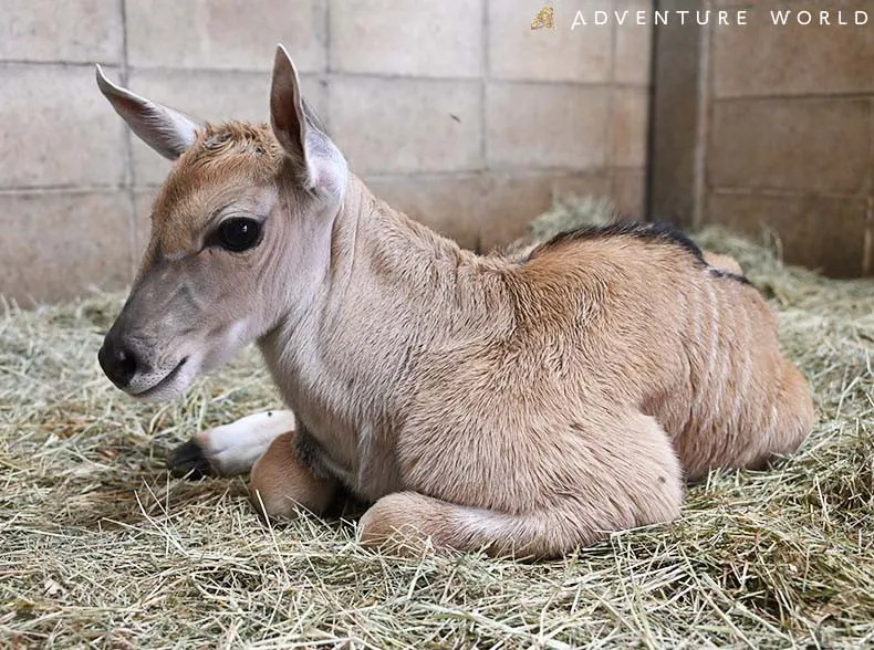 「ウシ科最大級」の赤ちゃんが誕生…生まれた瞬間から規格外の大きさ・サイズ発表　和歌山アドベンチャーワールド