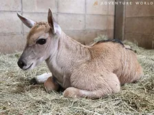 「ウシ科最大級」の赤ちゃんが誕生…生まれた瞬間から規格外の大きさ・サイズ発表　和歌山アドベンチャーワールド