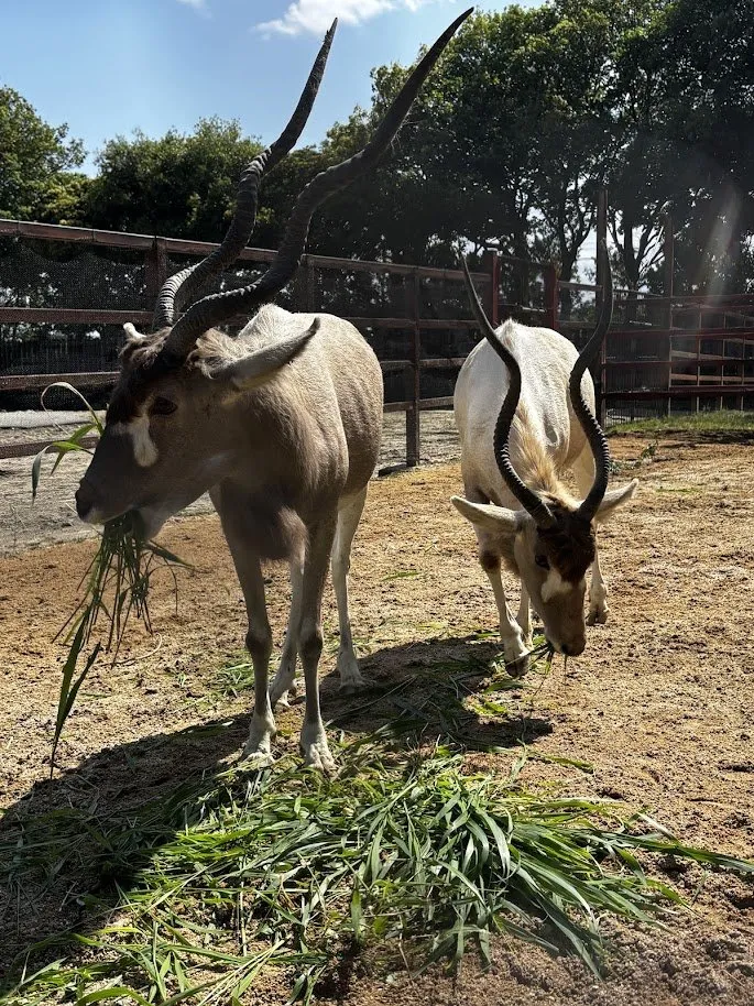 東武動物公園、希少動物「アダックス」2頭が仲間入り　国内わずか3園館での飼育【22年ぶり展示再開】