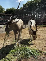 東武動物公園、希少動物「アダックス」2頭が仲間入り　国内わずか3園館での飼育【22年ぶり展示再開】