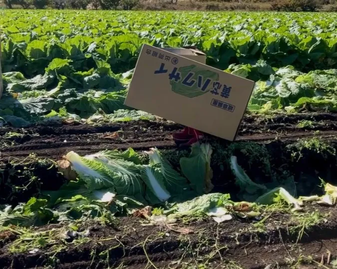 畑に現れた“歩く白菜ダンボール”　極秘ミッション成功に父しみじみ「温室育ちの箱入り娘だなぁ」