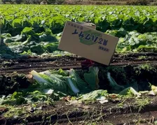 畑に現れた“歩く白菜ダンボール”　極秘ミッション成功に父しみじみ「温室育ちの箱入り娘だなぁ」