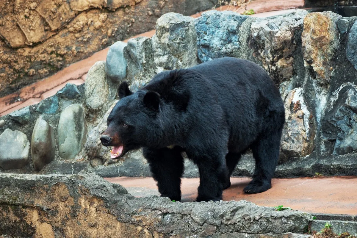 「首痛そう…」ツキノワグマの寝方に反響　八木山動物公園が公開「脱ぎ捨てられた着ぐるみ」「赤ちゃんみたいな体勢カワイイ」