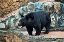 「首痛そう…」ツキノワグマの寝方に反響　八木山動物公園が公開「脱ぎ捨てられた着ぐるみ」「赤ちゃんみたいな体勢カワイイ」
