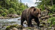 「日本最大のクマ、エゾヒグマが立っていたときの映像です」札幌市円山動物園が動画公開　巨体が立ち上がって窓にツメを…