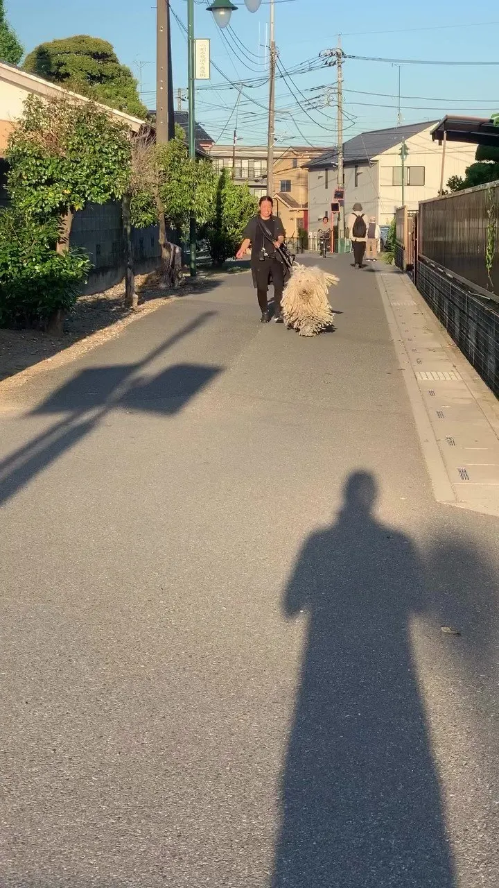 日本にわずか2頭？ 超希少犬種の散歩風景に「本当に犬!?」「ジブリにいそうｗ！」「全力モフモフしたい！」