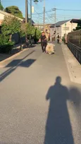 日本にわずか2頭？ 希少犬種“コモンドール”の散歩風景に「本当に犬!?」「ジブリにいそうｗ！」「全力モフモフしたい！」
