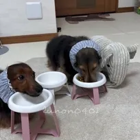 ご飯のたびになぜか”お友達”を連れてくる犬と見守る同居犬…「みんなで食べたら美味しいね」