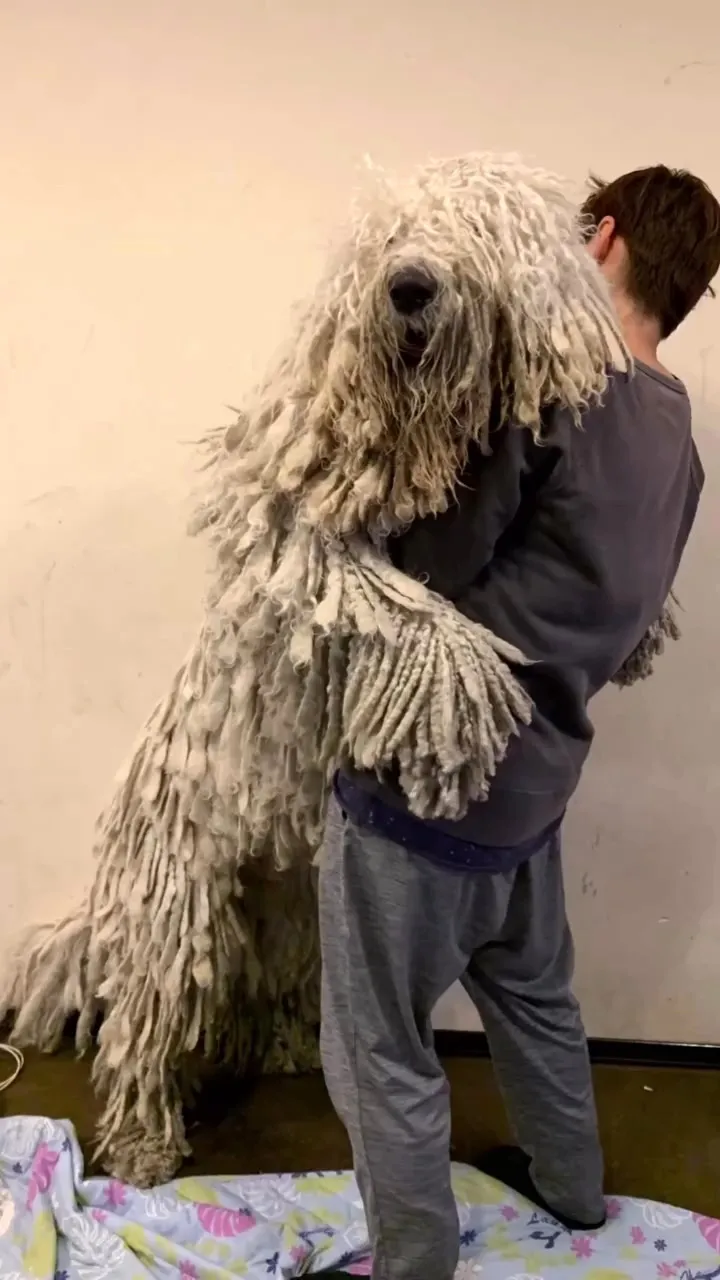 ネジネジ毛の超希少な大型犬種、子犬時代は？　まさかの成長記録に「不思議すぎる！」「まるで別犬種」「どんどんネジネジにｗ」