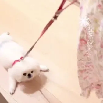 リードをつけて床をスーーーッ…全く微動だにしない子犬のペキニーズの“お散歩練習”に「クイックルワイパー」「ふわふわモップ」
