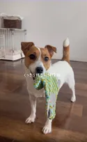 【まさかの特技】おもちゃで床拭き…見事なラインを残す“お掃除犬”に2.1万いいね　飼い主が「実は恥ずかしかった」理由とは？