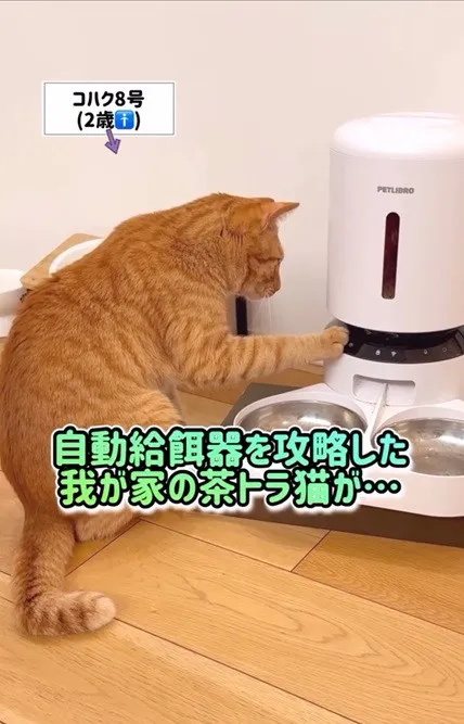 「これ、AIじゃないの？」「手つきがプロ」”自動給餌機”を攻略した猫の”男前”っぷりがたまらない！