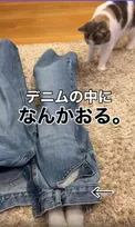「デニムの中に、なんかおる」侵入者と調査員、姉妹ねこの可愛すぎる攻防戦「まるでコント」