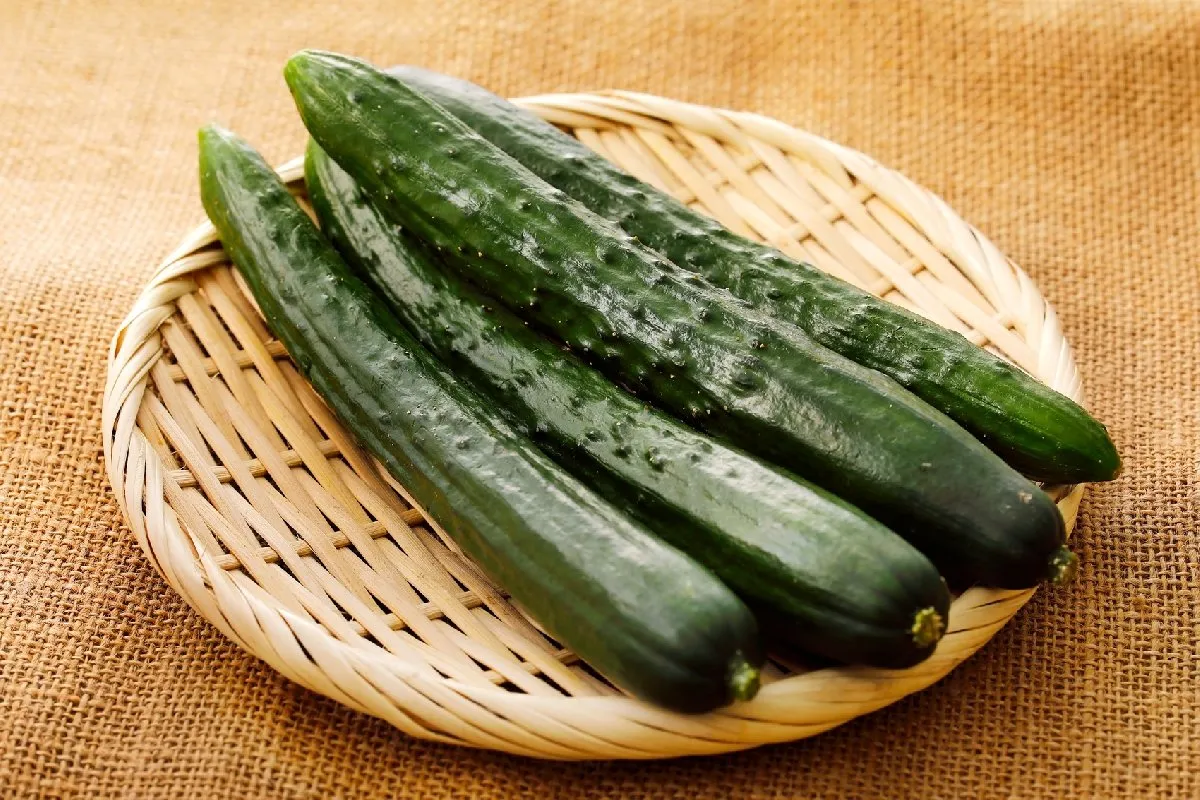 おいしい「きゅうり」を選ぶには？3つの注目ポイントをJA全農広報部が解説　形は「まっすぐ伸びていて、ほどよい太さのもの」がオススメ