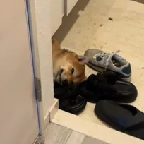 玄関の床でくつろぐ柴犬、クールベッドを買ったら翌日まさかの結末に…「お財布がひんやりしたね」「結局、床でいい」
