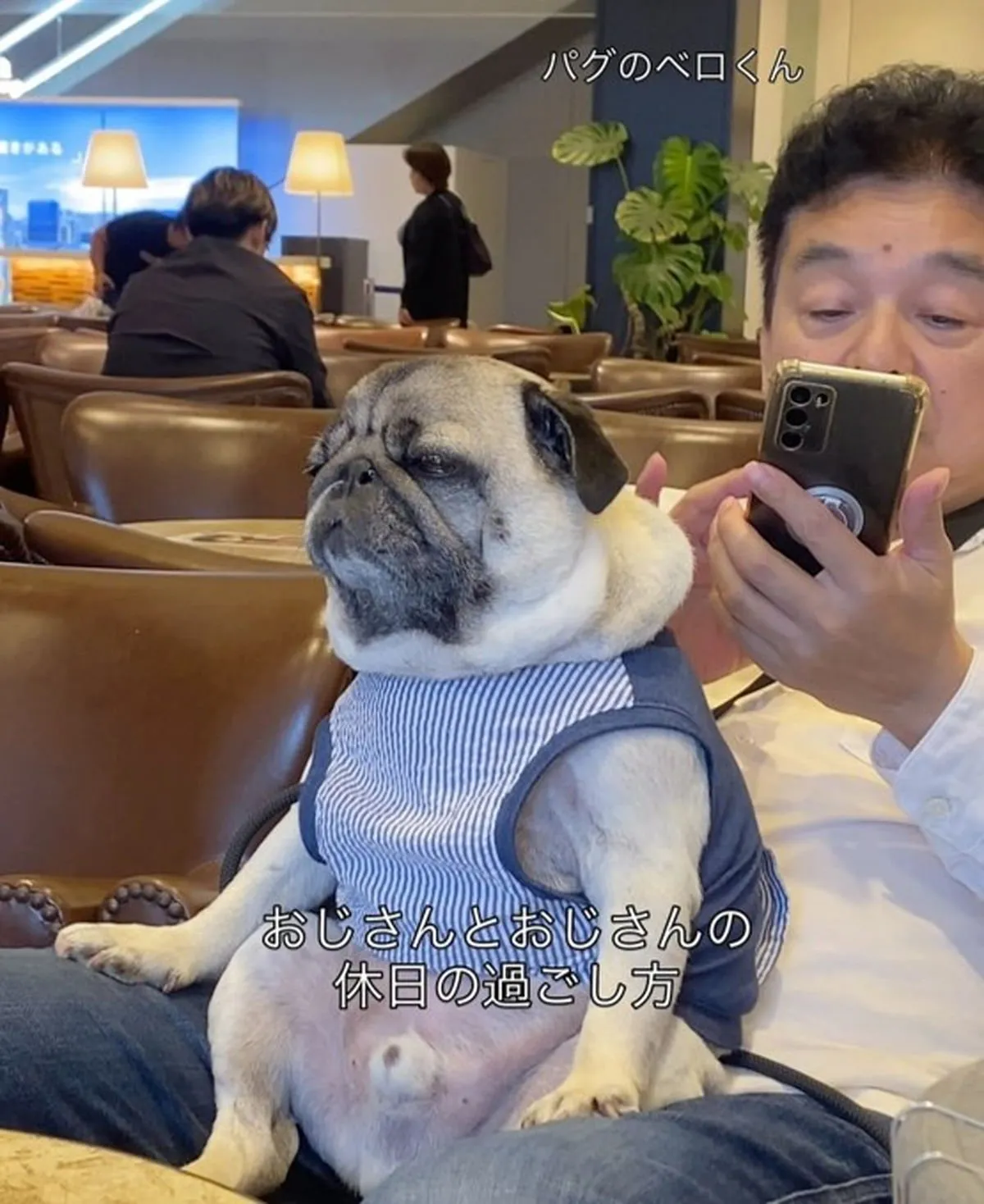 お父さんの膝でウトウト…くつろぐ愛犬・パグと飼い主の“激似ぶり”が話題「貫禄凄い」「漂う部長感」