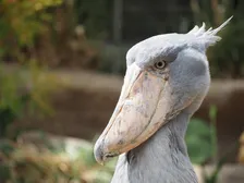 「頭隠して尻隠さず…？」ハシビロコウの“隠れ方”に「お顔は隠れてるからヨシ！」「ジャストフィット」