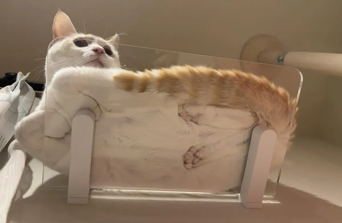 猫の“おててないない”の仕組み、知りたくない？ 下から覗いた奇跡の”ないない”写真に興奮続出「透けるピンクの肉球が最高」