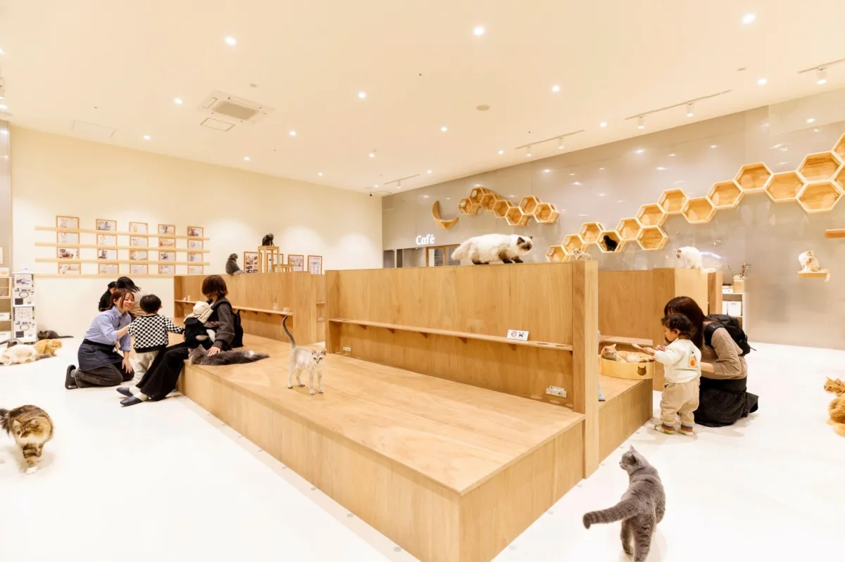 イオンモール熊本の猫カフェ「MOFF」から救出された猫25頭、広島店舗に到着　現在の様子を報告【令和8年熊本地震】