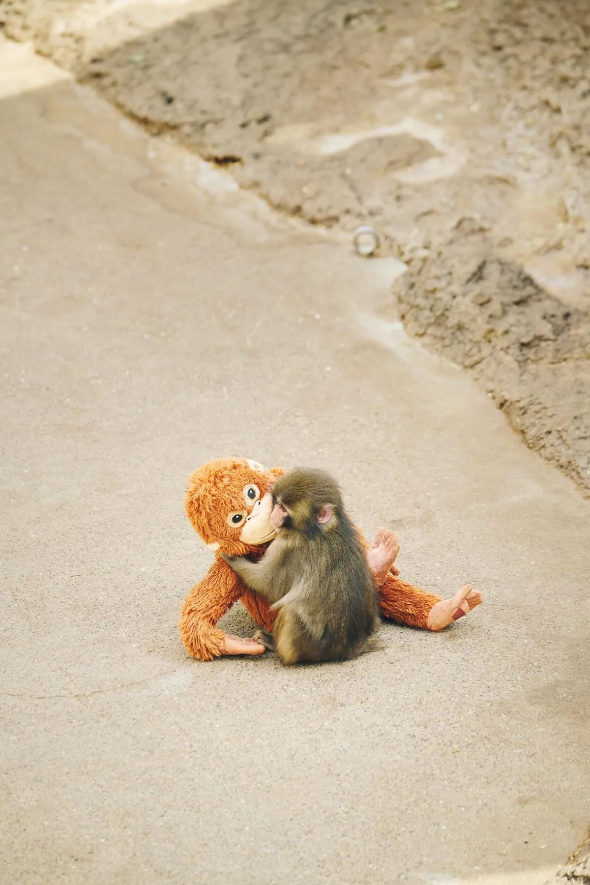 子ザルのパンチくん、半年の成長記録…『Casa BRUTUS』で8P全23カットで紹介　『市川市動植物園』広報「サル山で生きていけることが最も大切なこと」