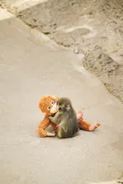 子ザルのパンチくん、半年の成長記録…『Casa BRUTUS』で8P全23カットで紹介　『市川市動植物園』広報「サル山で生きていけることが最も大切なこと」