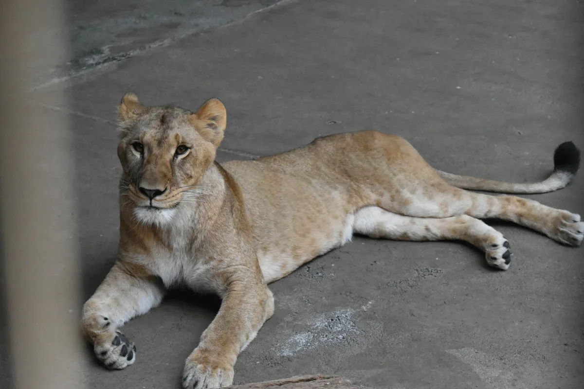 多摩動物公園、ライオン3頭死ぬ　飼育の状況説明　他に意識消失に至る重症化の個体も