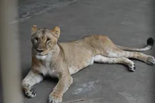 多摩動物公園、ライオン3頭死ぬ　飼育の状況説明　他に意識消失に至る重症化の個体も