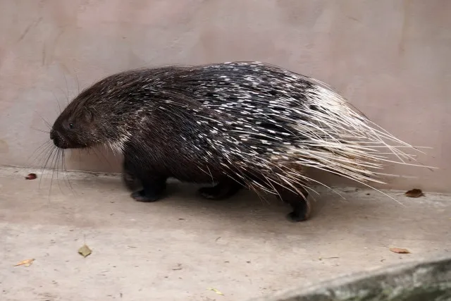 「ナス食べるの？」「私より皮むき上手い」ヤマアラシ、人生初とは思えない“器用すぎる”ナスの食べ方に驚き
