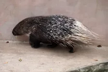 「ナス食べるの？」「私より皮むき上手い」ヤマアラシ、人生初とは思えない“器用すぎる”ナスの食べ方に驚き