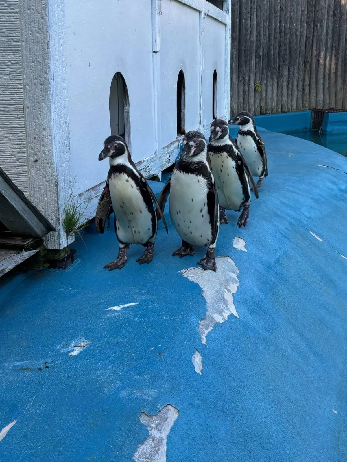 八木山動物公園、相次いで死亡したフンボルトペンギンの死因発表「『鳥マラリア』によるものと考えられます」