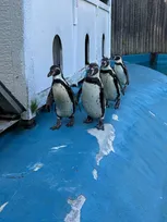 八木山動物公園、相次いで死亡したフンボルトペンギンの死因発表「『鳥マラリア』によるものと考えられます」
