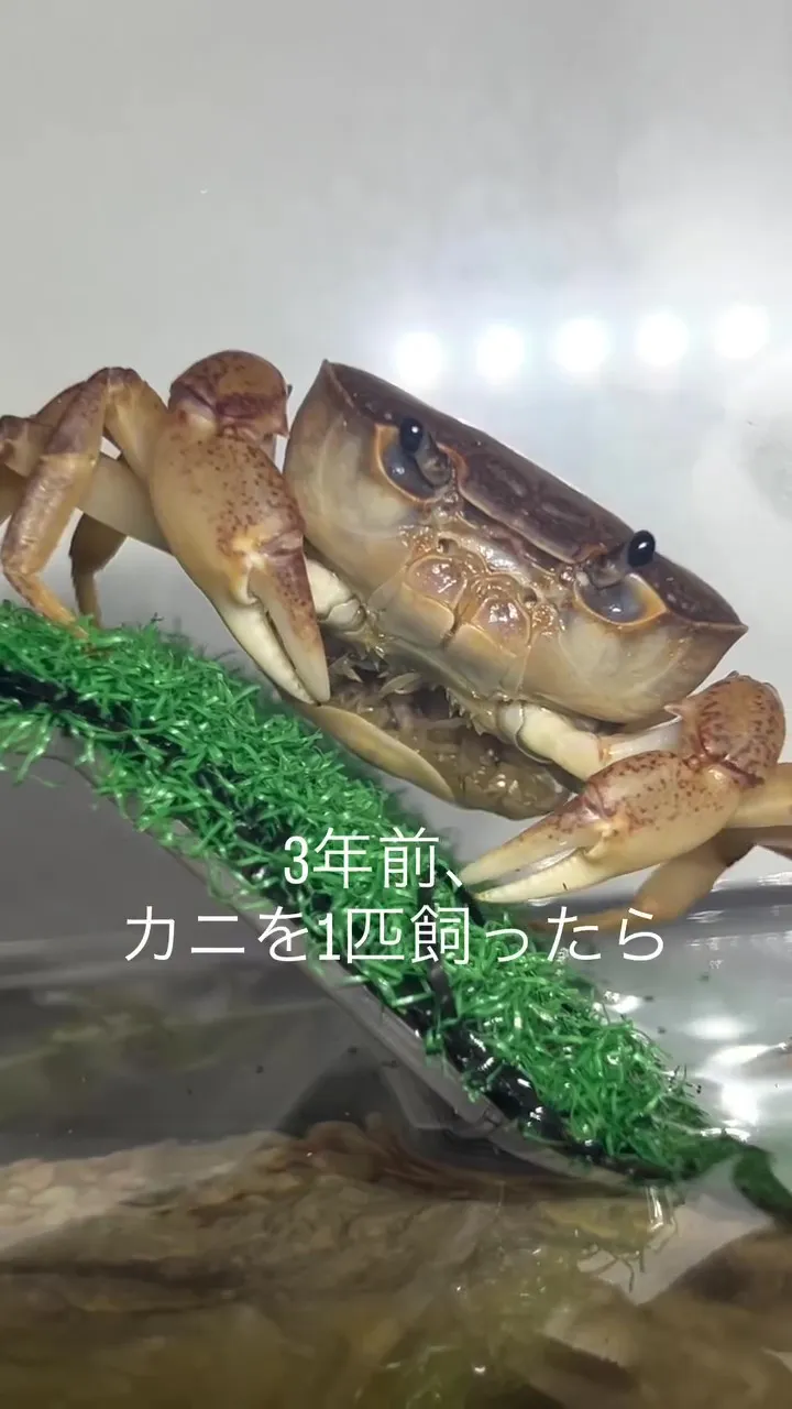1匹のカニを飼って3年後…ありえない事態に123万再生「聖なる母カニ??」「肝っ玉カニちゃんになりそう」
